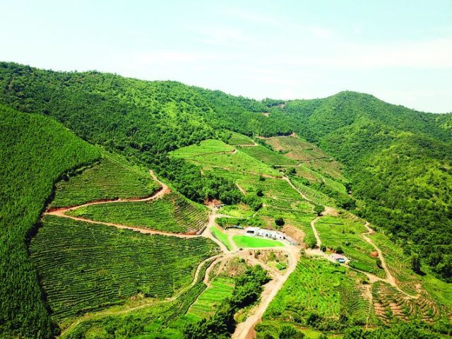 开云体育 开云官网惠东宝口马山村:茶园铺轨道 “茶业”上轨道(图1) 开云体育 开云官网惠东宝口马山村:茶园铺轨道 “茶业”上轨道(图1)