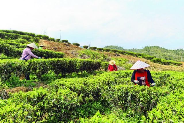 开云体育 开云官网惠东宝口马山村:茶园铺轨道 “茶业”上轨道(图2) 开云体育 开云官网惠东宝口马山村:茶园铺轨道 “茶业”上轨道(图2)