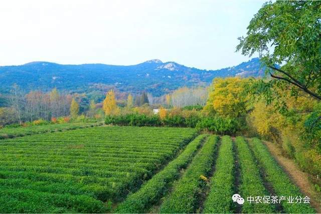 山东日照岚山区：“南茶北引”起家十年位列“中国茶业百强县”开云体育 开云平台(图4)