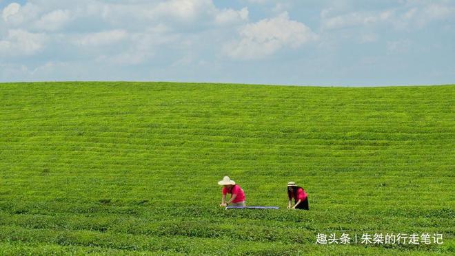 云贵高开云体育 开云平台原上一颗明珠被誉为“云贵小江南”号称贵州茶业第一县(图3) 云贵高开云体育 开云平台原上一颗明珠被誉为“云贵小江南”号称贵州茶业第一县(图3)