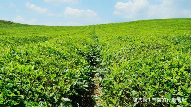 云贵高开云体育 开云平台原上一颗明珠被誉为“云贵小江南”号称贵州茶业第一县(图6) 云贵高开云体育 开云平台原上一颗明珠被誉为“云贵小江南”号称贵州茶业第一县(图6)