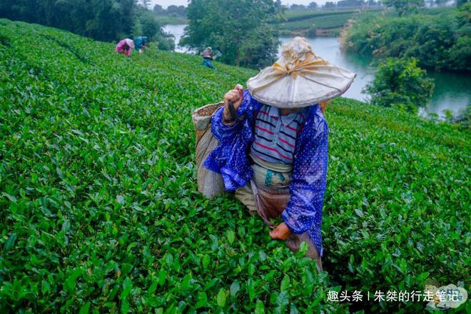 云贵高开云体育 开云平台原上一颗明珠被誉为“云贵小江南”号称贵州茶业第一县(图9) 云贵高开云体育 开云平台原上一颗明珠被誉为“云贵小江南”号称贵州茶业第一县(图9)