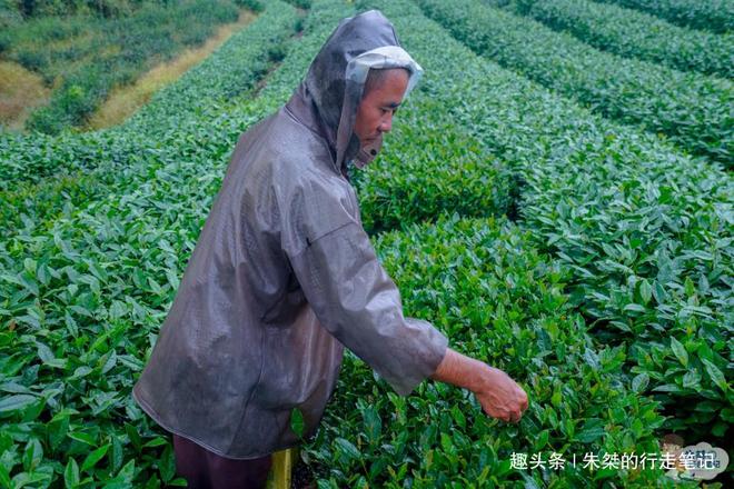 云贵高开云体育 开云平台原上一颗明珠被誉为“云贵小江南”号称贵州茶业第一县(图10) 云贵高开云体育 开云平台原上一颗明珠被誉为“云贵小江南”号称贵州茶业第一县(图10)