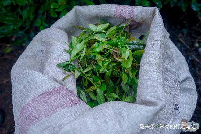 云贵高开云体育 开云平台原上一颗明珠被誉为“云贵小江南”号称贵州茶业第一县(图12) 云贵高开云体育 开云平台原上一颗明珠被誉为“云贵小江南”号称贵州茶业第一县(图12)