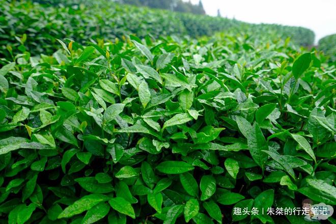 云贵高开云体育 开云平台原上一颗明珠被誉为“云贵小江南”号称贵州茶业第一县(图14) 云贵高开云体育 开云平台原上一颗明珠被誉为“云贵小江南”号称贵州茶业第一县(图14)