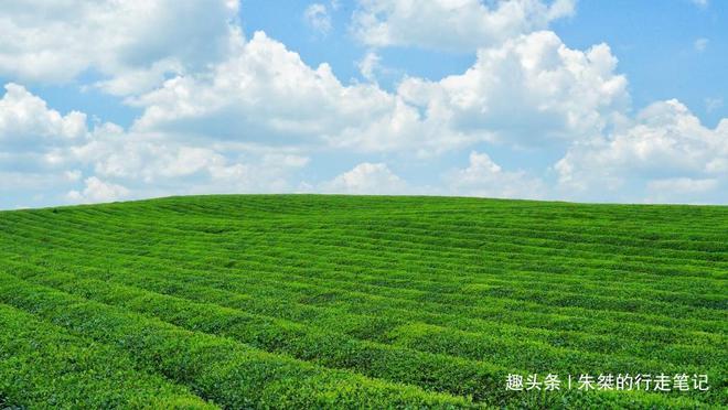 云贵高开云体育 开云平台原上一颗明珠被誉为“云贵小江南”号称贵州茶业第一县(图16) 云贵高开云体育 开云平台原上一颗明珠被誉为“云贵小江南”号称贵州茶业第一县(图16)