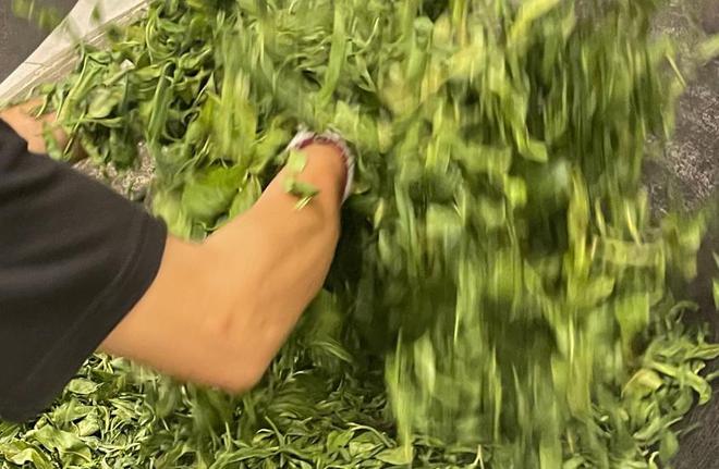 好茶难卖的背后:茶好一定要卖高价!茶叶只能开云 开云体育躺在仓库睡大觉(图13) 好茶难卖的背后:茶好一定要卖高价!茶叶只能开云 开云体育躺在仓库睡大觉(图13)