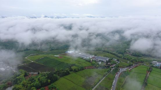 开云 开云体育地标馆 别看西湖龙井了 茶叶地标TOP3浙江真的很能喝(图6) 开云 开云体育地标馆 别看西湖龙井了 茶叶地标TOP3浙江真的很能喝(图6)