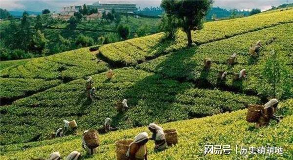 开云体育 开云平台为何中国要花22亿元从印度大规模的进口茶叶呢?(图7) 开云体育 开云平台为何中国要花22亿元从印度大规模的进口茶叶呢?(图7)
