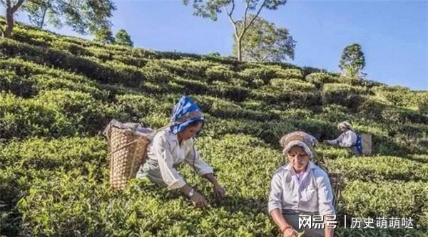 开云体育 开云平台为何中国要花22亿元从印度大规模的进口茶叶呢?(图6) 开云体育 开云平台为何中国要花22亿元从印度大规模的进口茶叶呢?(图6)