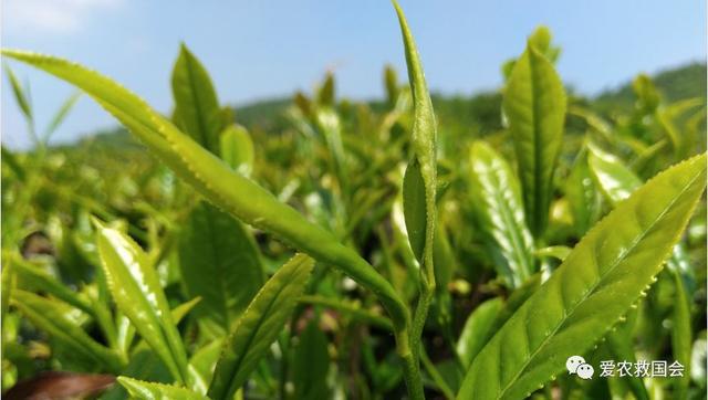 开云 开云体育明清茶叶生产形态的思考和启发(图11) 开云 开云体育明清茶叶生产形态的思考和启发(图11)