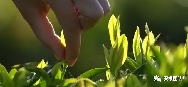 开云 开云体育明清茶叶生产形态的思考和启发(图4) 开云 开云体育明清茶叶生产形态的思考和启发(图4)
