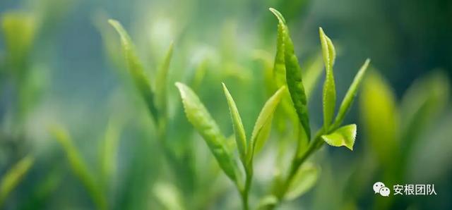 开云 开云体育明清茶叶生产形态的思考和启发(图2) 开云 开云体育明清茶叶生产形态的思考和启发(图2)