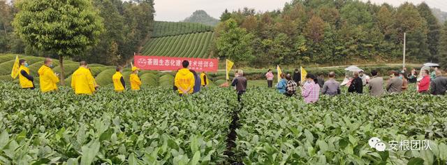开云 开云体育明清茶叶生产形态的思考和启发(图9) 开云 开云体育明清茶叶生产形态的思考和启发(图9)