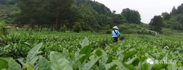 开云 开云体育明清茶叶生产形态的思考和启发(图15) 开云 开云体育明清茶叶生产形态的思考和启发(图15)