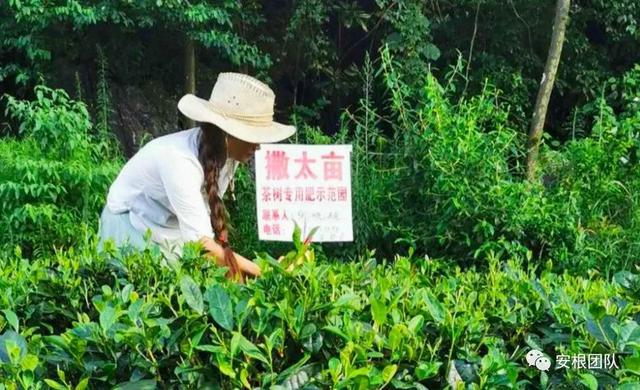 开云 开云体育明清茶叶生产形态的思考和启发(图18) 开云 开云体育明清茶叶生产形态的思考和启发(图18)