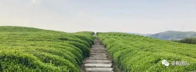 开云 开云体育明清茶叶生产形态的思考和启发(图12) 开云 开云体育明清茶叶生产形态的思考和启发(图12)