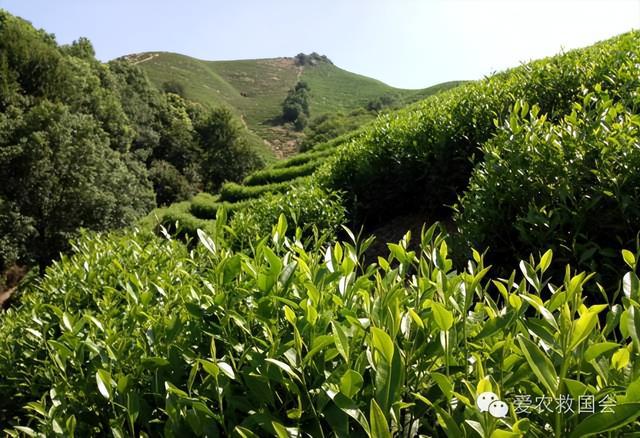 开云 开云体育明清茶叶生产形态的思考和启发(图17) 开云 开云体育明清茶叶生产形态的思考和启发(图17)
