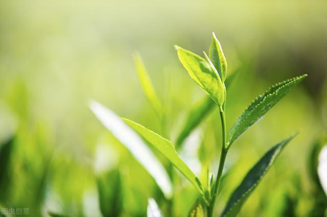 开云 开云体育明清茶叶生产形态的思考和启发(图20) 开云 开云体育明清茶叶生产形态的思考和启发(图20)