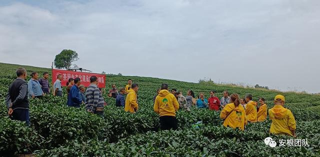 开云 开云体育明清茶叶生产形态的思考和启发(图25) 开云 开云体育明清茶叶生产形态的思考和启发(图25)