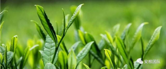 开云 开云体育明清茶叶生产形态的思考和启发(图21) 开云 开云体育明清茶叶生产形态的思考和启发(图21)
