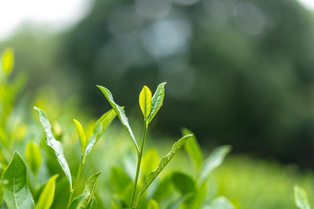 开云 开云体育明清茶叶生产形态的思考和启发(图23) 开云 开云体育明清茶叶生产形态的思考和启发(图23)