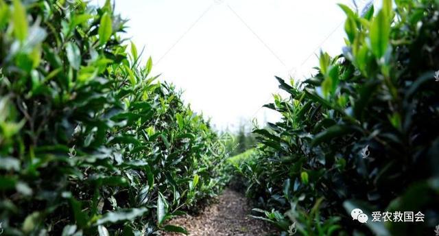开云 开云体育明清茶叶生产形态的思考和启发(图26) 开云 开云体育明清茶叶生产形态的思考和启发(图26)