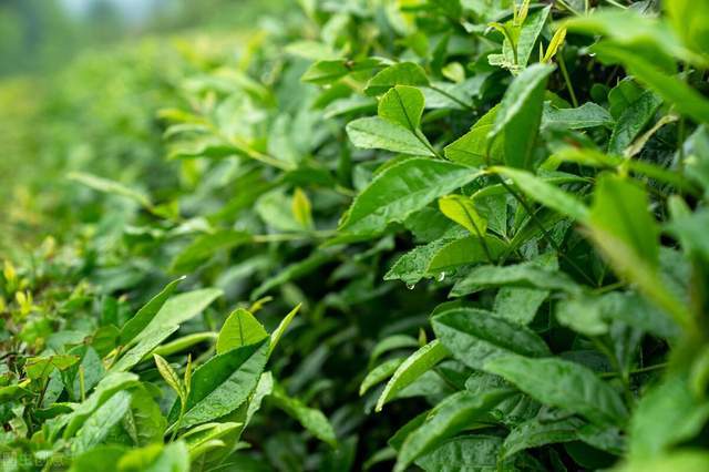 开云APP 开云体育茶叶怎么种?茶叶高产的秘密在这儿(图3) 开云APP 开云体育茶叶怎么种?茶叶高产的秘密在这儿(图3)