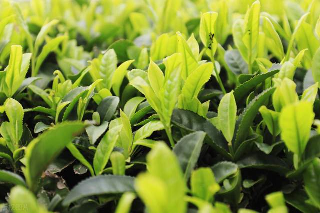 开云APP 开云体育茶叶怎么种？茶叶高产