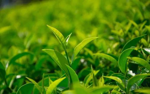 开云APP 开云体育茶叶怎么种?茶叶高产的秘密在这儿(图2) 开云APP 开云体育茶叶怎么种?茶叶高产的秘密在这儿(图2)