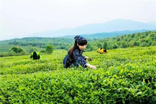 开云 开云体育“茶叶”变“茶业” 抖音电商助力福鼎白茶产业升级(图2) 开云 开云体育“茶叶”变“茶业” 抖音电商助力福鼎白茶产业升级(图2)