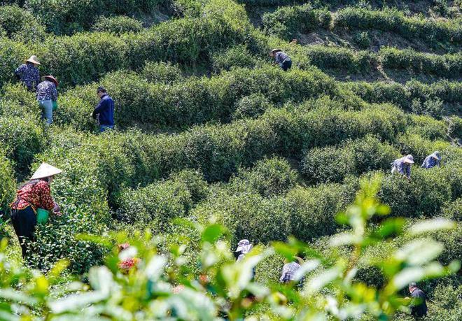 开云体育 开云官网【武阳春雨】数字茶业 “浙里有机茶”应用数字化改革路径与建设(图8) 开云体育 开云官网【武阳春雨】数字茶业 “浙里有机茶”应用数字化改革路径与建设(图8)
