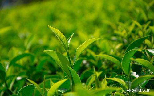 医生提醒喝茶人务必要开云体育 开云官网警惕3种茶叶能不喝就不喝(图2) 医生提醒喝茶人务必要开云体育 开云官网警惕3种茶叶能不喝就不喝(图2)