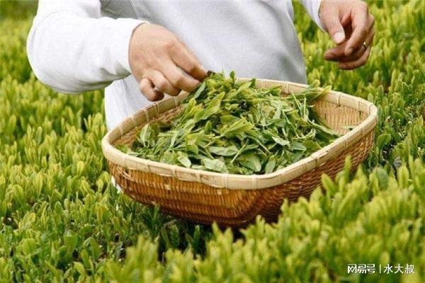 医生提醒喝茶人务必要开云体育 开云官网警惕3种茶叶能不喝就不喝(图4) 医生提醒喝茶人务必要开云体育 开云官网警惕3种茶叶能不喝就不喝(图4)