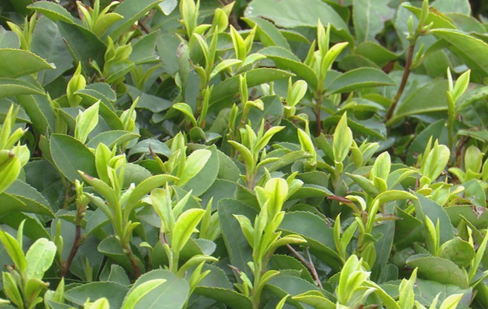 厉害了!谷城120吨茶叶乘湖北首趟茶叶专列远销俄罗斯开云 开云体育(图4) 厉害了!谷城120吨茶叶乘湖北首趟茶叶专列远销俄罗斯开云 开云体育(图4)