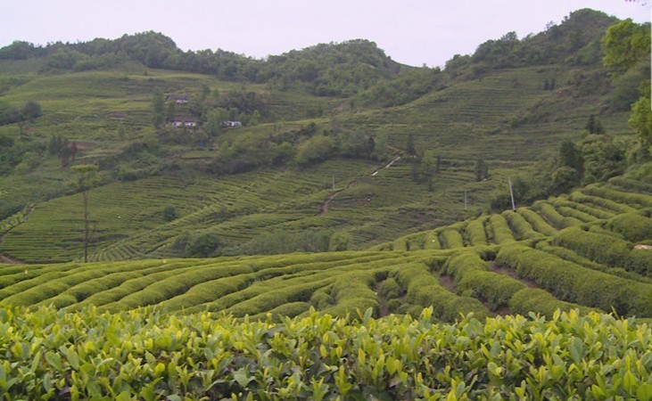 厉害了!谷城120吨茶叶乘湖北首趟茶叶专列远销俄罗斯开云 开云体育(图3) 厉害了!谷城120吨茶叶乘湖北首趟茶叶专列远销俄罗斯开云 开云体育(图3)