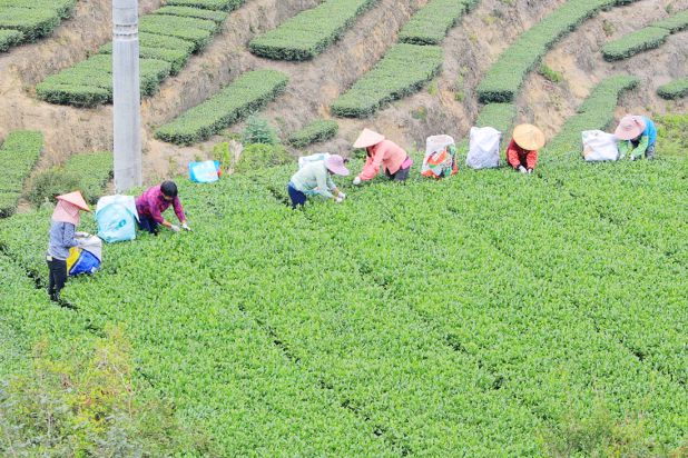 老字号茶企“三香”布局开辟茶业市场核心增长路径开云 开云体育APP(图3) 老字号茶企“三香”布局开辟茶业市场核心增长路径开云 开云体育APP(图3)
