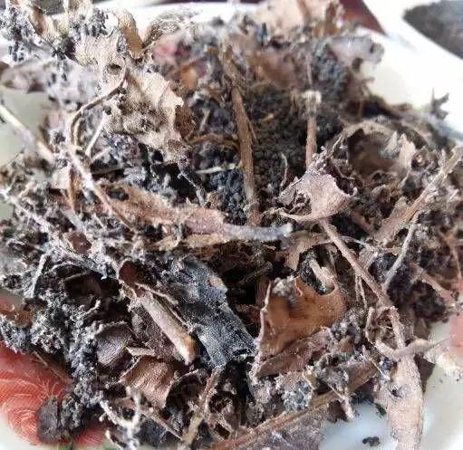 那些年被我们开云体育 开云平台误会的好茶(图4) 那些年被我们开云体育 开云平台误会的好茶(图4)