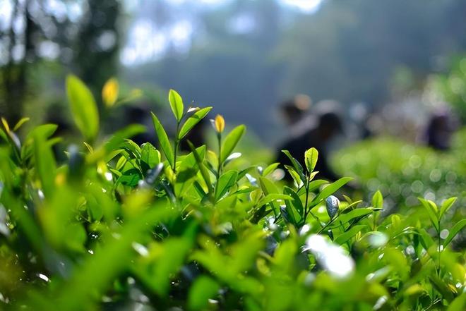 开云体育 开云官网湖南一茶友拿出家中放了7、8年的茶叶问还能喝吗(图2) 开云体育 开云官网湖南一茶友拿出家中放了7、8年的茶叶问还能喝吗(图2)