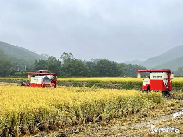 无人收割机、茶叶量产化……来看看高明国资“力量”开云 开云体育!(图3) 无人收割机、茶叶量产化……来看看高明国资“力量”开云 开云体育!(图3)