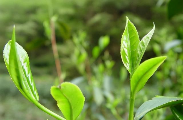 开云 开云体育APP喝茶误区:洗茶一定能保证卫生行家:真正的好茶是不用洗的(图2) 开云 开云体育APP喝茶误区:洗茶一定能保证卫生行家:真正的好茶是不用洗的(图2)