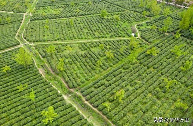 开云 开云体育APP江苏喝茶“怪象”行家不太待见碧螺春却偏爱这3款“廉价茶”(图3) 开云 开云体育APP江苏喝茶“怪象”行家不太待见碧螺春却偏爱这3款“廉价茶”(图3)