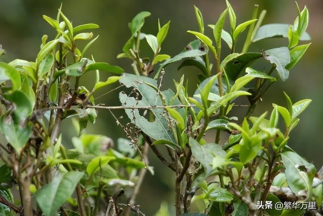 开云 开云体育APP江苏喝茶“怪象”行家不太待见碧螺春却偏爱这3款“廉价茶”(图8) 开云 开云体育APP江苏喝茶“怪象”行家不太待见碧螺春却偏爱这3款“廉价茶”(图8)
