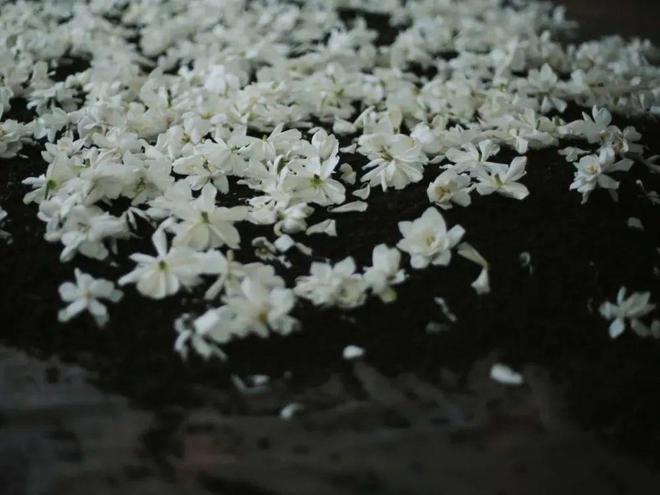 市面难得一见的栀开云体育 开云官网子乌龙茶手工古法窨制有花香、奶香、蜜香……(图3) 市面难得一见的栀开云体育 开云官网子乌龙茶手工古法窨制有花香、奶香、蜜香……(图3)