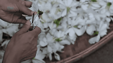 市面难得一见的栀开云体育 开云官网子乌龙茶手工古法窨制有花香、奶香、蜜香……(图13) 市面难得一见的栀开云体育 开云官网子乌龙茶手工古法窨制有花香、奶香、蜜香……(图13)