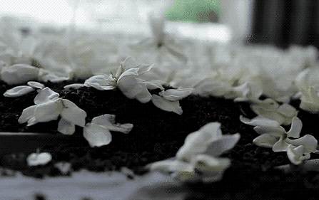 市面难得一见的栀开云体育 开云官网子乌龙茶手工古法窨制有花香、奶香、蜜香……(图18) 市面难得一见的栀开云体育 开云官网子乌龙茶手工古法窨制有花香、奶香、蜜香……(图18)