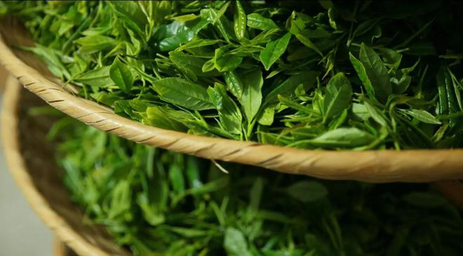 开云 开云体育APP茶叶怎么区分好茶和一般茶?(图2) 开云 开云体育APP茶叶怎么区分好茶和一般茶?(图2)