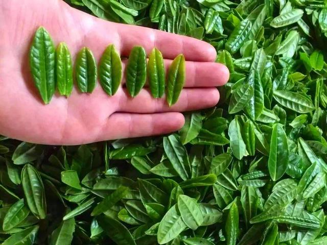 同是徽茶黄开云 开云体育平台山毛峰、太平猴魁、祁门红茶、六安瓜片哪个才好喝(图10) 同是徽茶黄开云 开云体育平台山毛峰、太平猴魁、祁门红茶、六安瓜片哪个才好喝(图10)