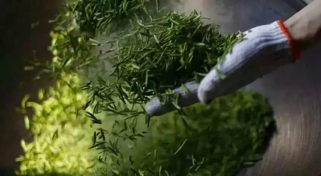 3000字干货总结关于绿茶你所需要知道的都在这了果断收藏!开云 开云体育APP(图2) 3000字干货总结关于绿茶你所需要知道的都在这了果断收藏!开云 开云体育APP(图2)