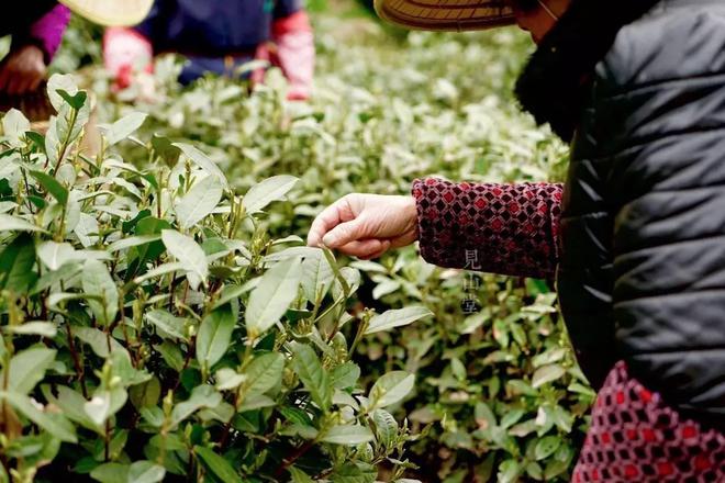 3000字干货总结关于绿茶你所需要知道的都在这了果断收藏!开云 开云体育APP(图4) 3000字干货总结关于绿茶你所需要知道的都在这了果断收藏!开云 开云体育APP(图4)